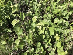 Vitis acerifolia