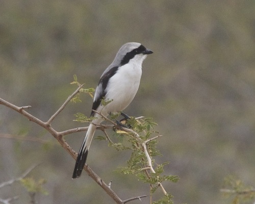 Grey-backed Fiscal