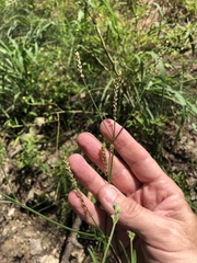 Verbena montevidensis