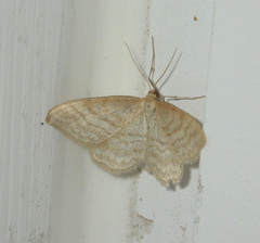 Idaea macilentaria