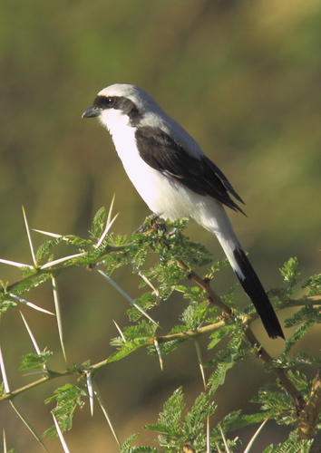 Grey-backed Fiscal