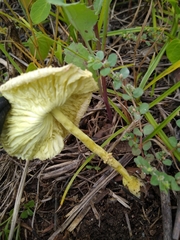 Leucocoprinus birnbaumii