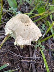 Leucocoprinus birnbaumii