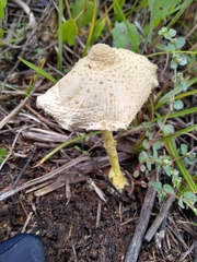 Leucocoprinus birnbaumii