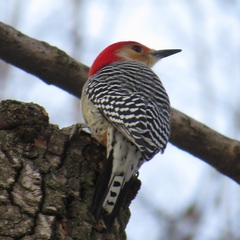 Melanerpes carolinus