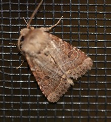 Protorthodes oviduca