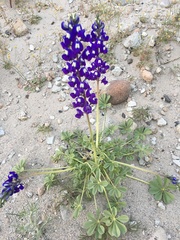 Lupinus odoratus