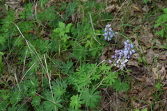 Lupinus perennis