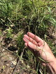 Verbena montevidensis