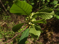 Frangula alnus
