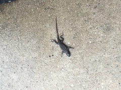 Sceloporus occidentalis