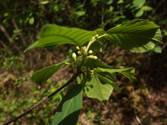 Frangula alnus