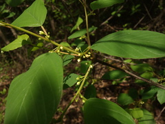 Frangula alnus