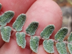 Astrolepis cochisensis