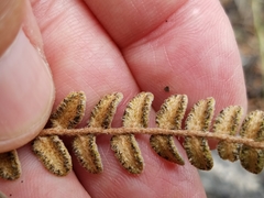 Astrolepis cochisensis