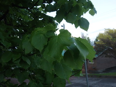 Tilia americana