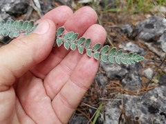 Astrolepis cochisensis