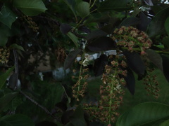 Prunus