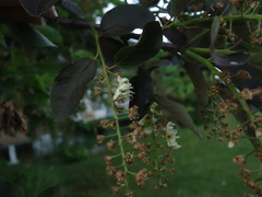 Prunus