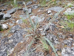 Astrolepis cochisensis