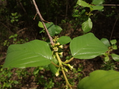 Frangula alnus