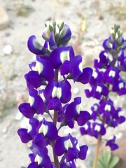 Lupinus odoratus