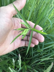 Dulichium arundinaceum