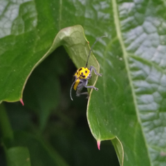 Saperda puncticollis
