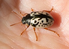 Calligrapha philadelphica