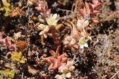 Dudleya nesiotica