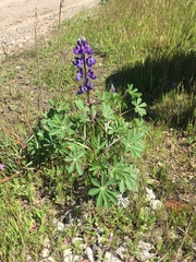 Lupinus succulentus