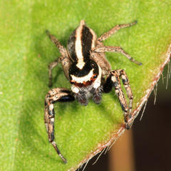 Leptofreya longispina
