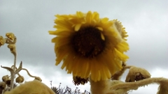 Espeletia grandiflora