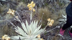 Espeletia grandiflora