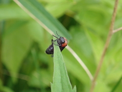 Tethida barda