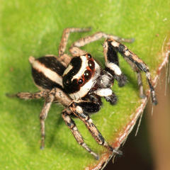Leptofreya longispina
