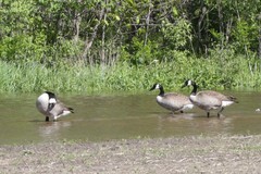 Branta canadensis