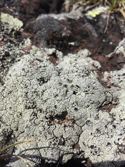 Lecanora argopholis