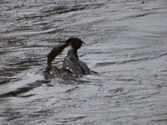 Catostomus catostomus