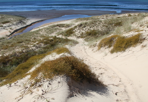 Sand coprosma