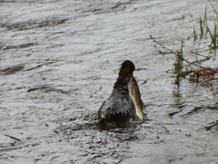 Catostomus catostomus