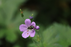 Trichiotinus viridans