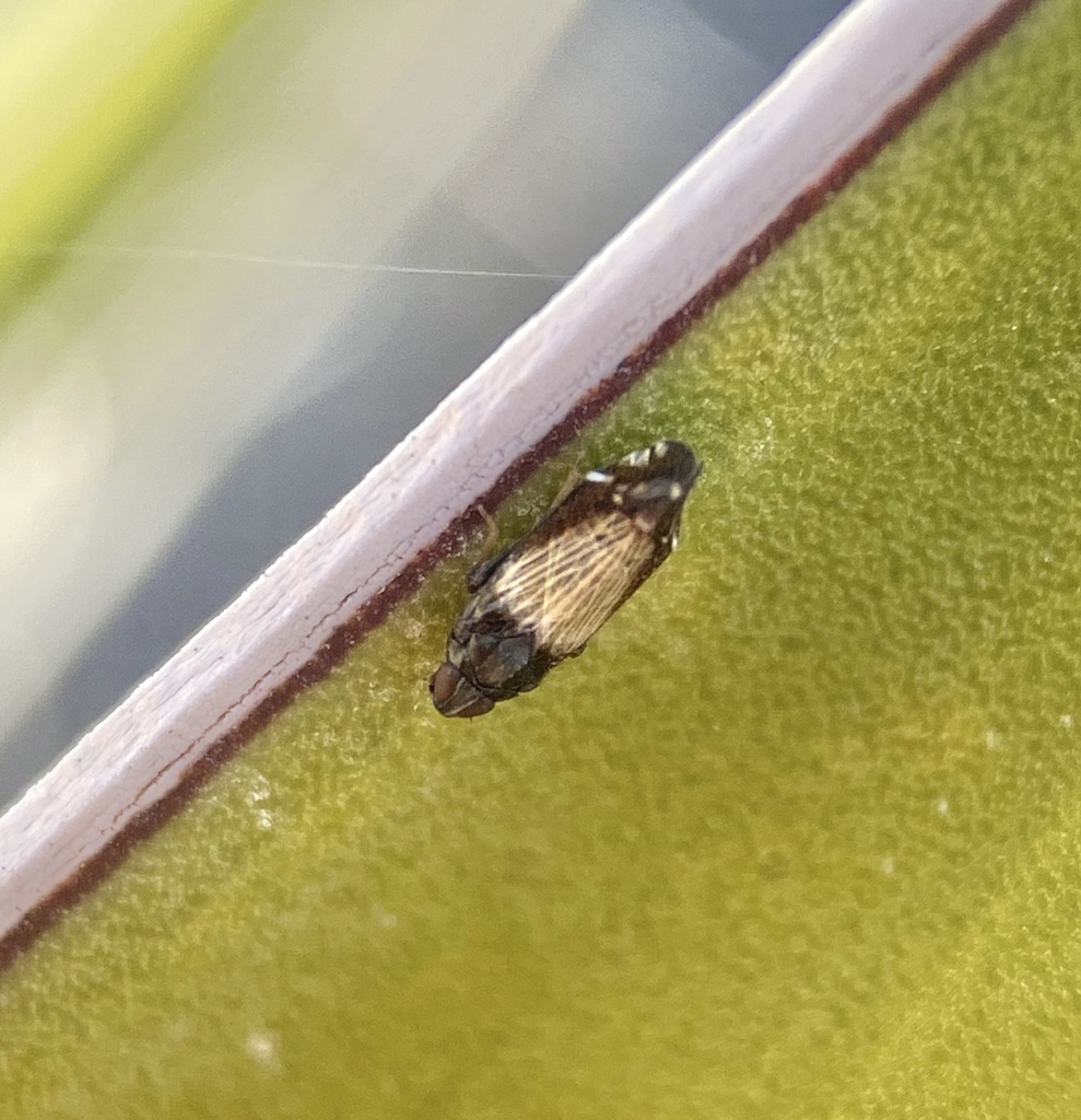 Haplaxius nevadensis