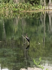 Anhinga