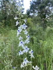 Delphinium leucophaeum