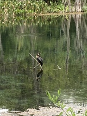 Anhinga