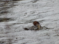 Catostomus catostomus