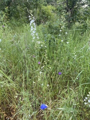 Delphinium leucophaeum