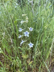 Delphinium leucophaeum