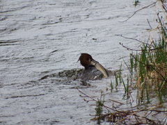 Catostomus catostomus